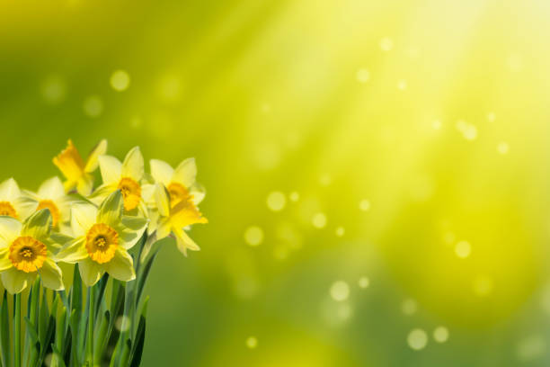 daffodils in idyllic abstract springtime daffodils in idyllic abstract springtime daffodil stock pictures, royalty-free photos & images