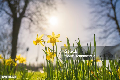 istock Daffodils in spring backlit by sun 1305515228