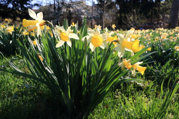Daffodils in spring stock photo