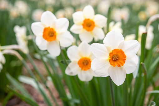 Daffodil Pictures | Download Free Images on Unsplash