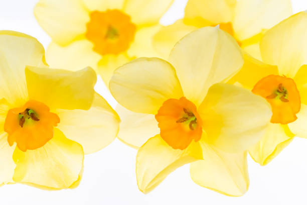 Daffodils isolated on the white background. Floral background treated as watercolor stock photo