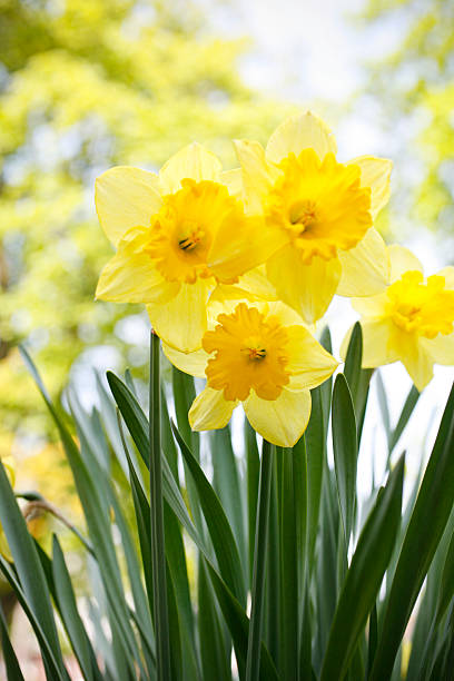 Daffodils Beautiful daffodils growing in a sunny garden. daffodil stock pictures, royalty-free photos & images