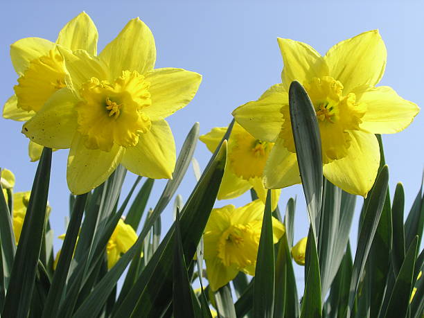 daffodils stock photo