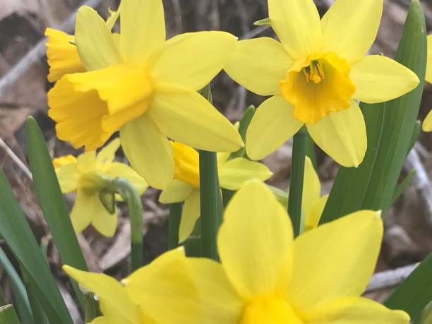 Daffodils stock photo