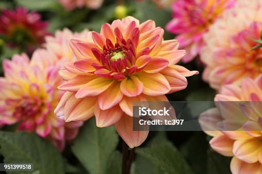 Gherghina Imagini Gratuite Imagini De Domeniu Public