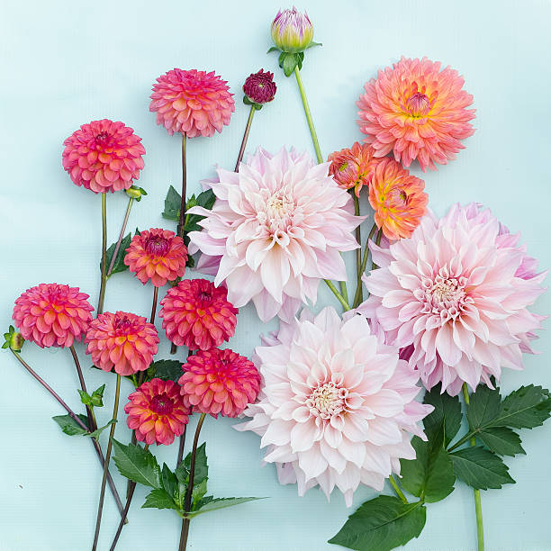 Dahlia Flowers on a Plain Blue Background Colorful dahlias on a turquoise blue background. dahlia stock pictures, royalty-free photos & images