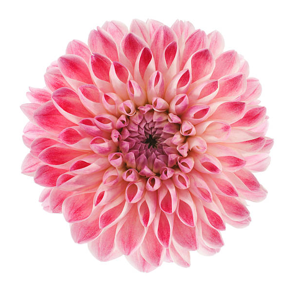 dahlia Studio Shot of Pink Colored Dahlia Flower Isolated on White Background. Large Depth of Field (DOF). Macro. Symbol of Elegance, Dignity and Good Taste. dahlia stock pictures, royalty-free photos & images