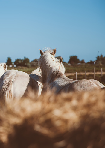 April 18th 2022, Camargue, France: Wild horses in Camargue, which is one of the most popular destinations in Southern France.