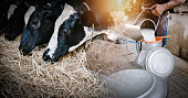 istock Dairy Cattle and Farming Industry Concept, Farmer Pouring Raw Milk into Container in Cattle Farm. Double Exposure Images of Farmer and Dairy Cow, Business Livestock and Agriculture Entrepreneur. 1317384410