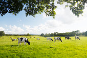 istock Dairy Cattle under a Summer Sky. 184344585