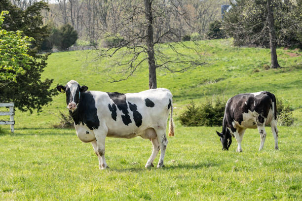 Dairy Cow Grazing in Field stock photo