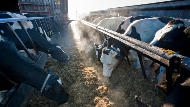 Dairy cows eating silage from a trough early morning, United Kingdom stock photo