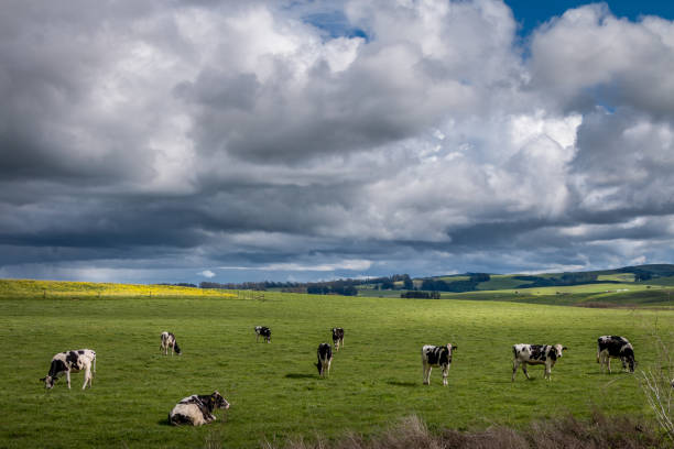 Dairy Cows Grazing on Green Pastures with White Fluffy Clouds Above stock photo