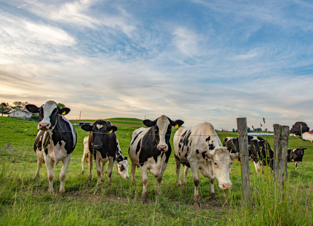 Dairy cows lined up at a fence Group of Holstein dairy cows lined up along a fence looking at the camera dairy cattle stock pictures, royalty-free photos & images