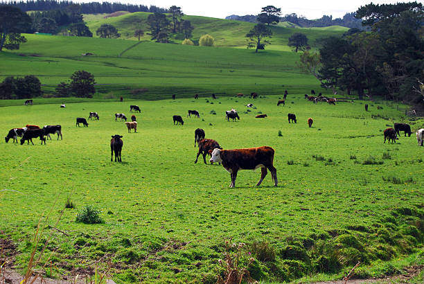 Dairy cows, Waikato, New Zealand stock photo