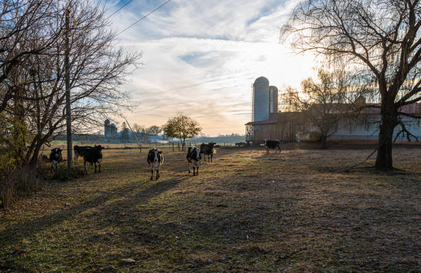 Dairy Farm in Lancaster County, Pennsylvania stock photo