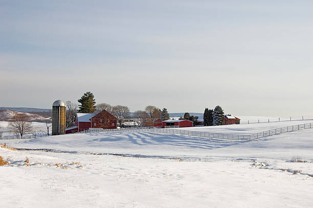 Dairy Farm In Sunlight Winter Landscape stock photo