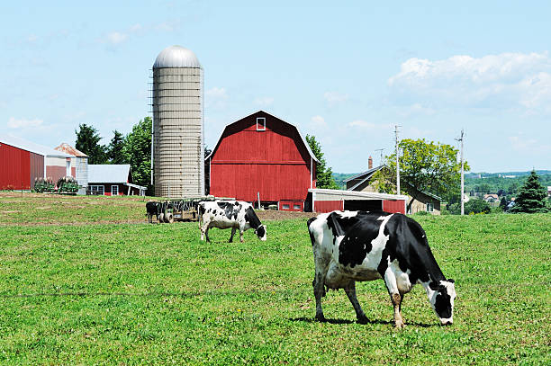 Dairy Farm Holstein cattle grazing on the farm. dairy farm stock pictures, royalty-free photos & images