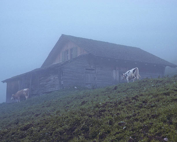 Dairy Barn in the Fog Dairy farming is a way of life in the Swiss Alps. This dairy barn was photographed on a foggy day at Alpiglen near Grindelwald, Bern Canton, Switzerland. jeff goulden agriculture stock pictures, royalty-free photos & images