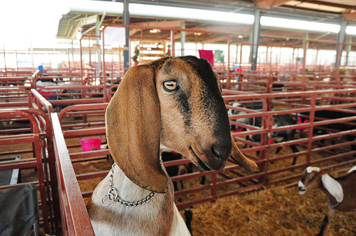 Dairy goat in livestock pen looking at viewer