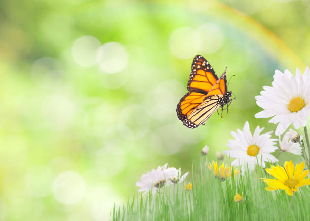Rainbow Butterfly Stock Photos, Pictures & Royalty-Free Images - iStock