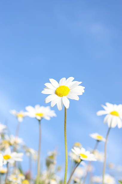 daisies on a blue sky - prästkrage bildbanksfoton och bilder