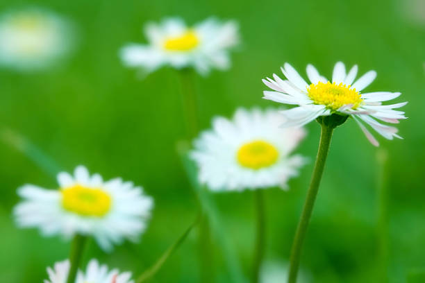 Daisies over green stock photo