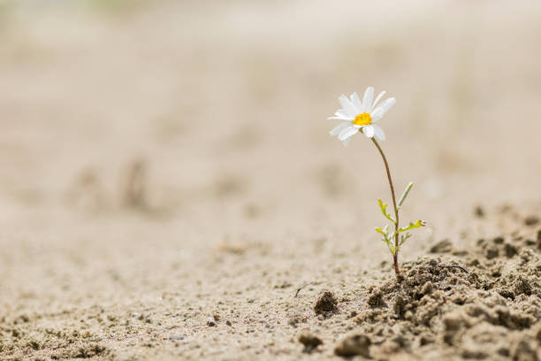 Daisy flower blooming on a sand desert Resilient daisy plant flowering on a sandy desert with no water. endurance stock pictures, royalty-free photos & images