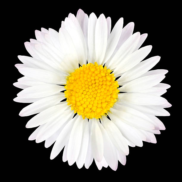 Daisy Flower Isolated on Black Background stock photo