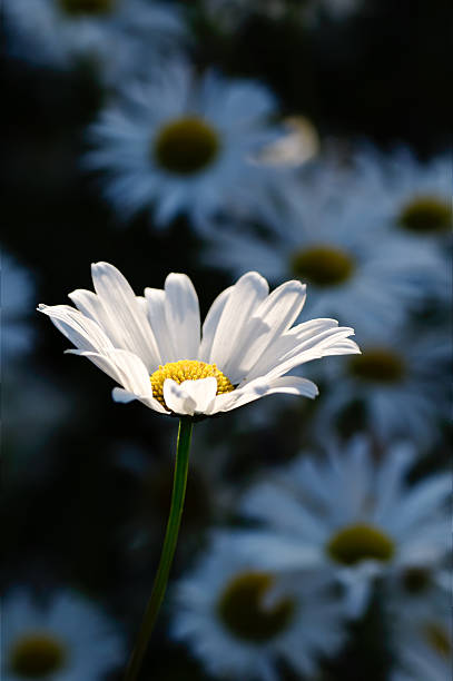 Daisy flower stock photo