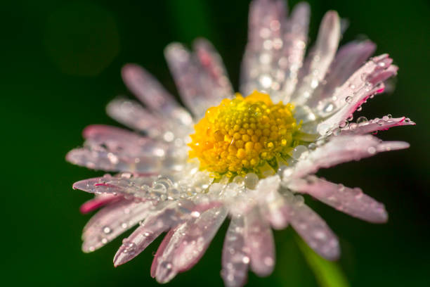 Daisy flower with drops of dew stock photo