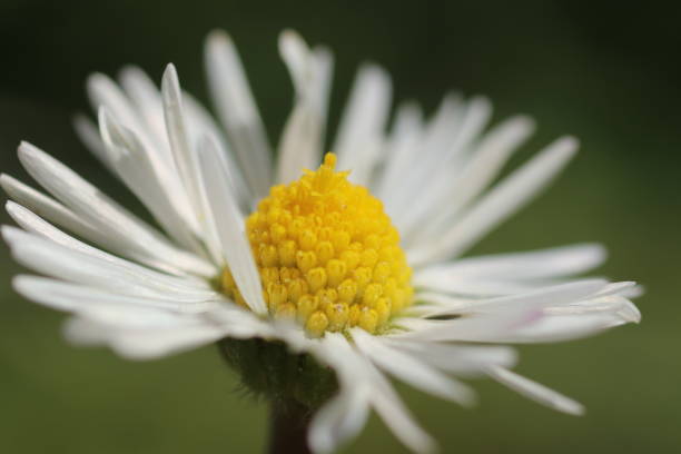 Daisy flowers and grass spring macro photo stock photo