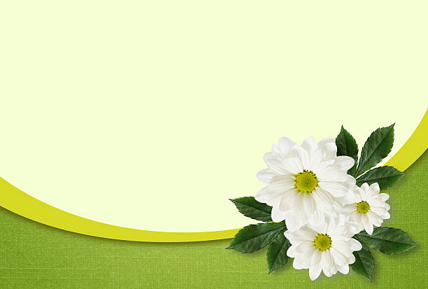Daisy flowers arrangement on green background