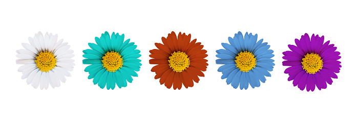 Colorful Daisy Flowers Isolated on White