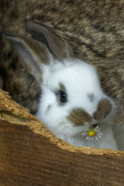 A daisy is my food. A white and brown, young rabbit is eating a daisy in a hutch. rabbit hutch stock pictures, royalty-free photos & images