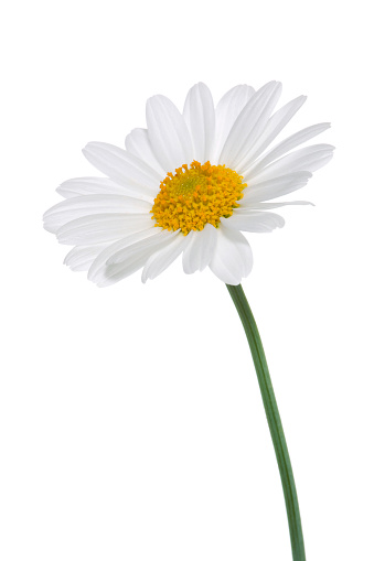 Studio Shot of White Colored Daisy Isolated on White Background