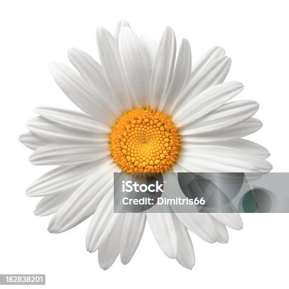 istock Daisy On White With Clipping Path 182838201