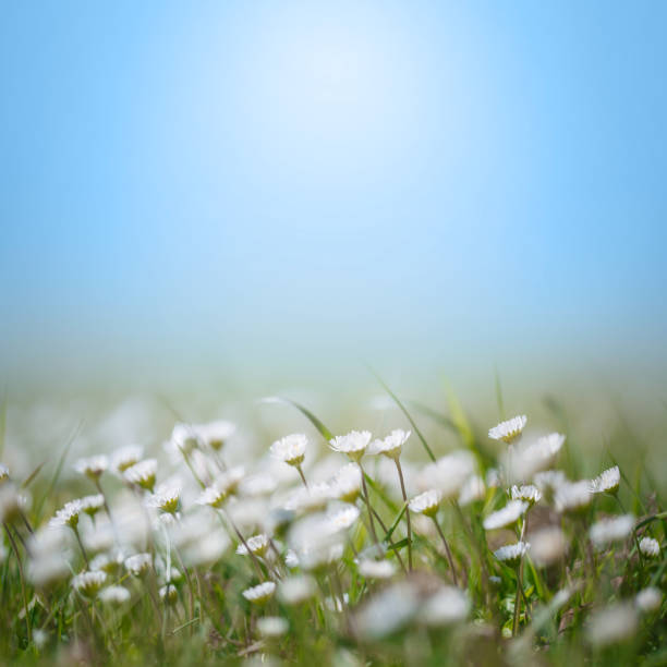 Daisy Wildflowers Soft focus abstract background spring style with copy space, no people stock photo