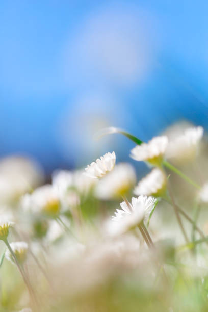 Daisy Wildflowers Soft focus abstract background spring style with copy space, no people stock photo