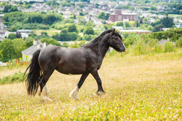 Dales pony on the hill in summer day stock photo
