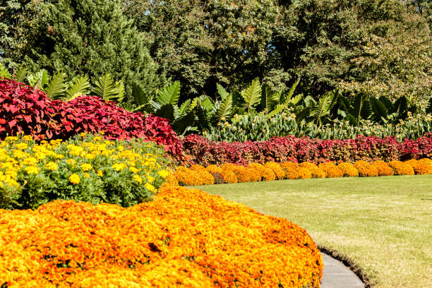 Dallas botanical garden Flowers, Halloween arboretum stock pictures, royalty-free photos & images