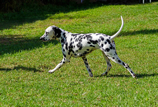 Dalmatian dog stock photo