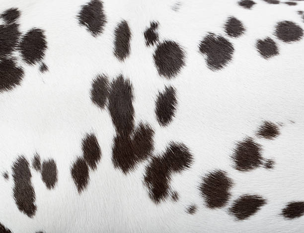 dalmatian fur - dierenhaar stockfoto's en -beelden