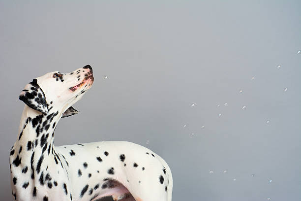 SPOTTED DALMATION FIRE DOG IMAGE ON WHITE PEARL MARBLE 
