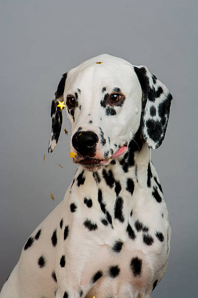 SPOTTED DALMATION FIRE DOG IMAGE ON WHITE PEARL MARBLE 