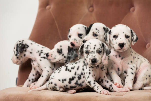 Dalmatian puppies stock photo