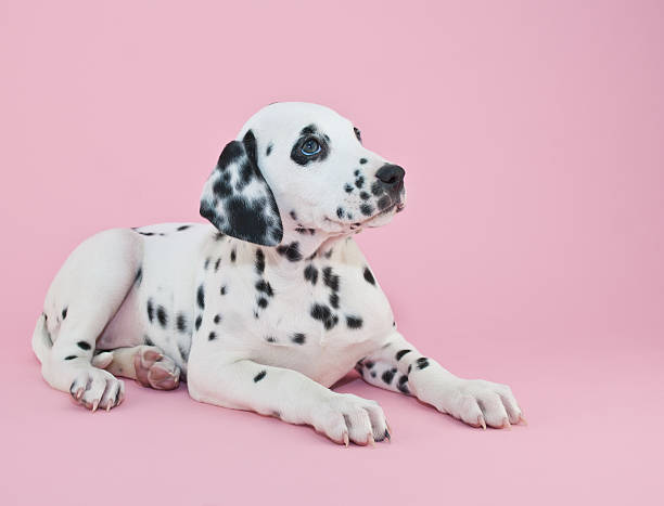 Dalmatian Puppy stock photo