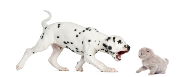 Dalmatian Puppy Trying To Bite A Highland Fold Kitten