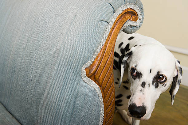 dalmation by a chair - angst stockfoto's en -beelden