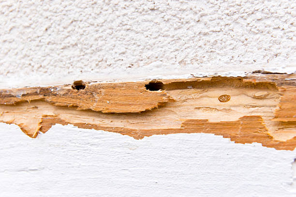 Damage Caused by Termites Close-up of termite damage with deep holes on a exterrior roof beam on a 2 year old house. termite damage stock pictures, royalty-free photos & images